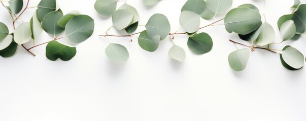 Eucalyptus branches on light  minimalistic background, banner wallpaper. Generative Ai.