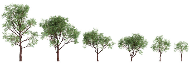 3d illustration of set Corymbia calophylla tree isolated on transparent background