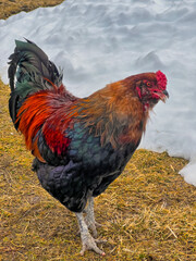 chicken ,Gallus gallus domesticus,,rooster in front of Vermont barn - 774123397