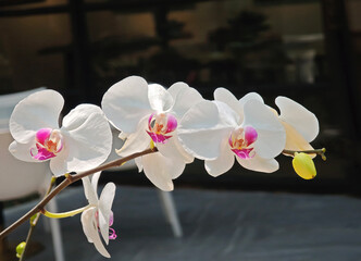 white phalaenopsis orchid on tree