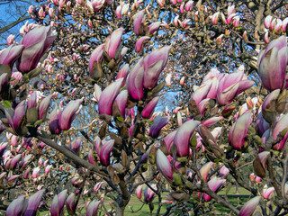 Magnolia tree in bloom in early spring - 774123593