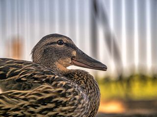 Female, Mallard duck  in spring - 774124152