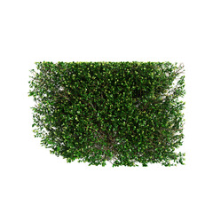 3d illustration of Buxus sempervirens treeline isolated on transparent background