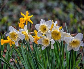 daffodis in spring, Central Park - 774124760