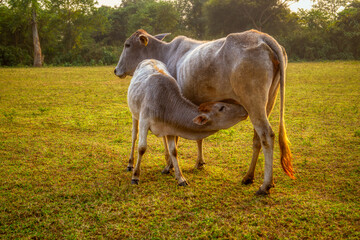A young calf gently suckles milk from its mother cow, portraying a heartwarming moment of nourishment and maternal care. © Rakesh