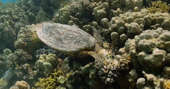 Colorful coral reef and Hawksbill sea turtle eating in the red sea.