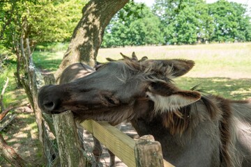 donkey scratching an itch on a fence post