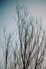 Obraz premium growing tree branches with a beautiful view of the clear sky and clouds