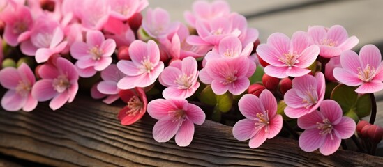A close up view of several delicate pink flowers arranged in a rustic wooden box