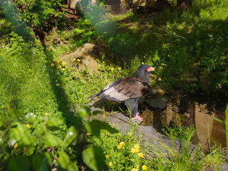 large bird of prey in the zoo aviary, walk in Frankfurt Zoological garden, founded in 1858 and second oldest zoo in Germany