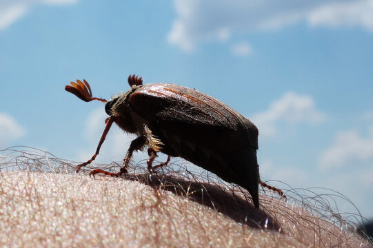 A beautiful European chafer poses on a human hand during a beautiful summer day by the lake