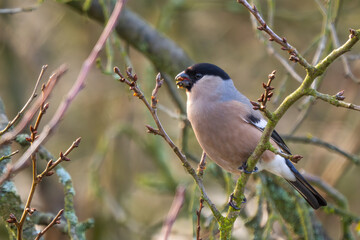 Eurasian Bullfinch - Pyrrhula pyrrhula, beautiful colored small passerine bird from European woodlands, forests and gardens, Zlin, Czech Republic.