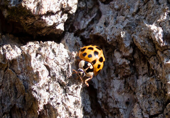 Ladybugs occupying tree bark during swarming