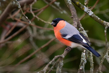 Fototapeta premium Eurasian Bullfinch - Pyrrhula pyrrhula, beautiful colored small passerine bird from European woodlands, forests and gardens, Zlin, Czech Republic.
