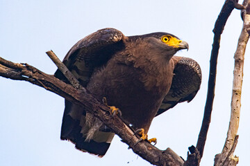 A hawk perched upon a tree trunk in a central India Forest called Churna. Located in Madhya Pradesh India.