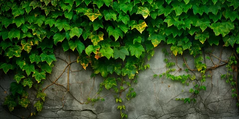 Foto op Plexiglas Old concrete wall with climbing ivy © Татьяна Гончарук