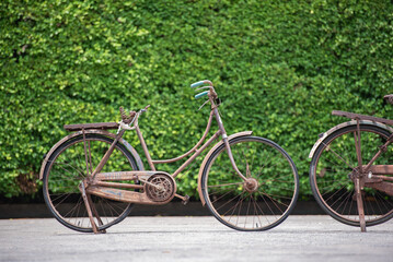 Old decay bicycle on green vine climbing garden wall outdoor. Rust Classic bike old bicycle on green garden wall retro style. Vine plant green leaves partition background.