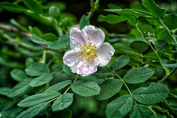 rose hip flower