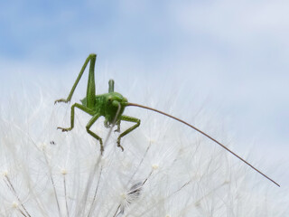 A small green cricket sits on a blooming dandelion