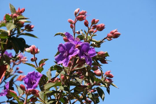Purple flowers of Andesanthus lepidotus (Tibouchina lepidota, alstonville, Andean princess flower, lasiandra, glory bush) on blue sky background, met in Horton Plains National Park in Sri Lanka