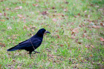 Fototapeta premium American crow is the common crow over