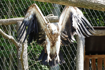 The vulture in the aviary in all its glory