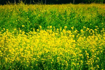 Zelfklevend Fotobehang rapseed happy yellow flowers, landscape © ByAmerica