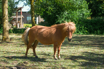 Honey color pony grassing in a pasture. Pony grazing in the paddock close-up. Little cute red hair...