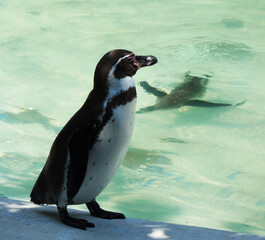 The penguin stands on the shore of the lake