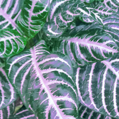 Leaf texture nature colorful green background. Flat lay.
