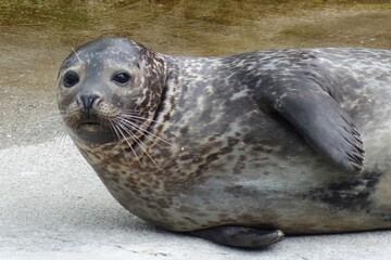 A resting seal after a hearty fish lunch
