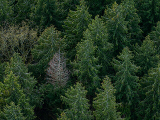 Alpine forest Trees