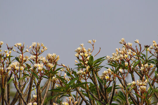 Plumeria alba flower with sky background