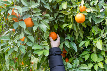 Hand picks a tangerine from a fruit tree