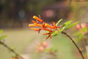 Beautiful Firebush Closeup With Blur Background