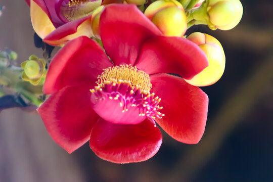 Beautiful Red Cannonball Flower Closeup Wallpaper