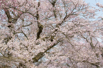 青空に映える満開の桜