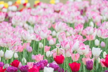 埼玉の公園に咲く美しいチューリップ