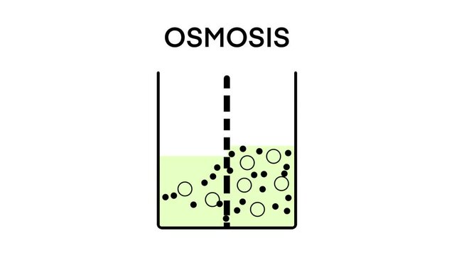 osmosis, Solvent passing through the semipermeable membrane from the less concentrated part to the more concentrated part, osmosis flow direction physics science education, solvent solute solution    