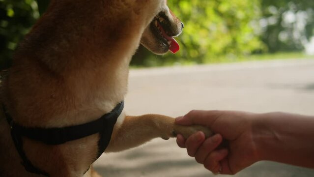 Shiba inu walking in tha park with woman owner on sunny day. Japan dog close-up. Fox dog. shiba inu, hachiko, japanese dog, puppy in nature, dog true friend