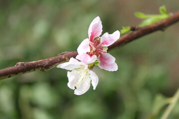 White peach flowers are grown in Thailand.