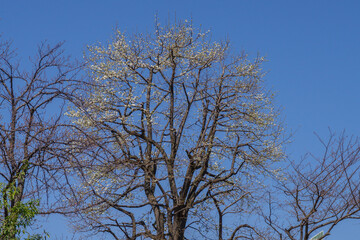 東京港区赤坂5丁目のコブシ
