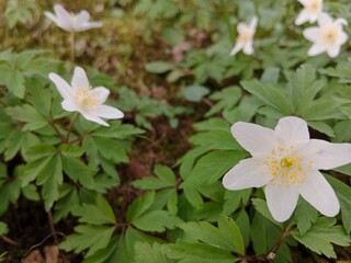 Spring colors bring forth a vibrant palette of pastel hues, blossoming flowers, and fresh greenery, signaling the awakening of nature after the winter slumber