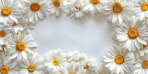 photo frame of delicate daisies on a white background, advertising banner concept, holiday summer card