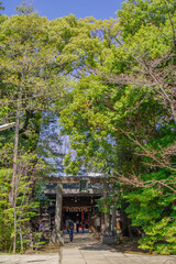 東京赤坂にある氷川神社の境内