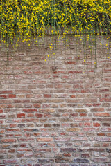 Brick wall texture background with branches of plant and yellow flowers