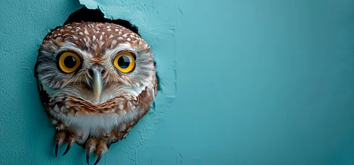Fotobehang Banner with owl head peeking through a hole in a blue paper wall. © Alla