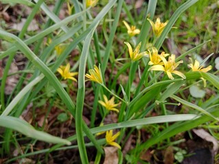 Spring colors bring forth a vibrant palette of pastel hues, blossoming flowers, and fresh greenery, signaling the awakening of nature after the winter slumber