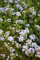 White Plumbago auriculata Flowers Amidst Lush Foliage, Symbol of Harmony in Garden Design