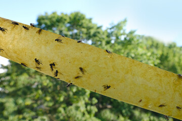 paper tape smeared with glue, flypaper for insects, lot of many killed flies stuck to insect trap,...